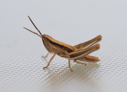 Euchorthippus sp.